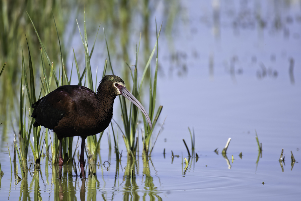 Stillwater National Wildlife Refuge is county’s largest waterright